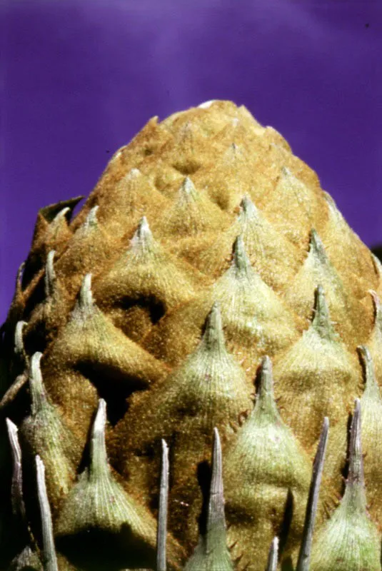 Capullo de cardosanto.