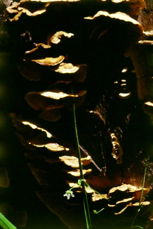 Hongos Polyporaceae.