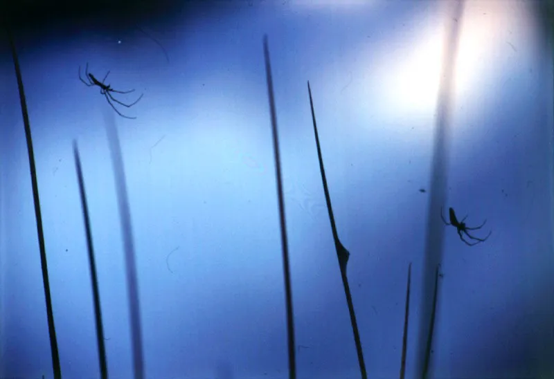 Laboriosas araas (Aranae Tetragnathidae Tetragnatha sp.), en la calma maravillosa del pramo del Verjn. 