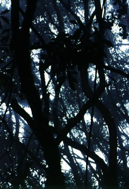 Bosques secundarios presentes en La Floresta.