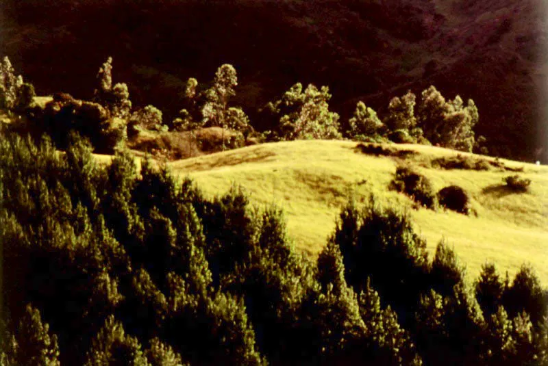 rea de reforestacin con pino, en el valle del Teusac. 