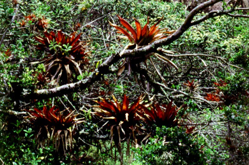 Los quiches dan una tonalidad de fábula eterna a los bosques.
