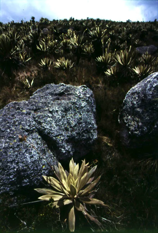 Frailejones y rocas.