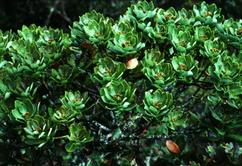 Cucharo con botones (Geissanthus andinus),
Myrsinaceae. 