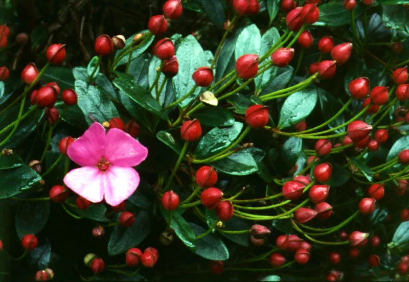 Angelito (Bucquetia glutinosa). 
 