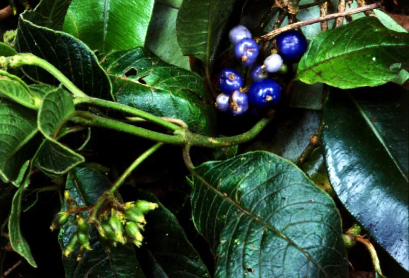 Tominejero (Psychotria sp.)- Rubiaceae. 