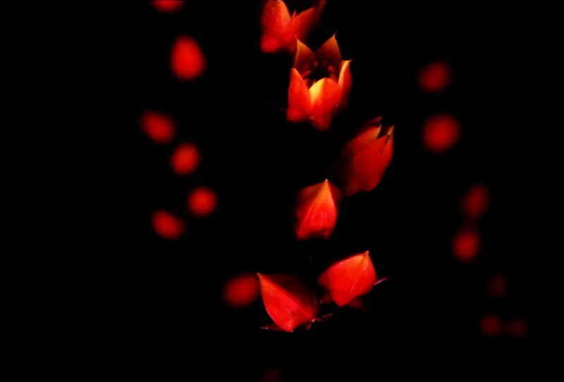 Chupahuevos (Echeveria bicolor)- Crassulaceae.