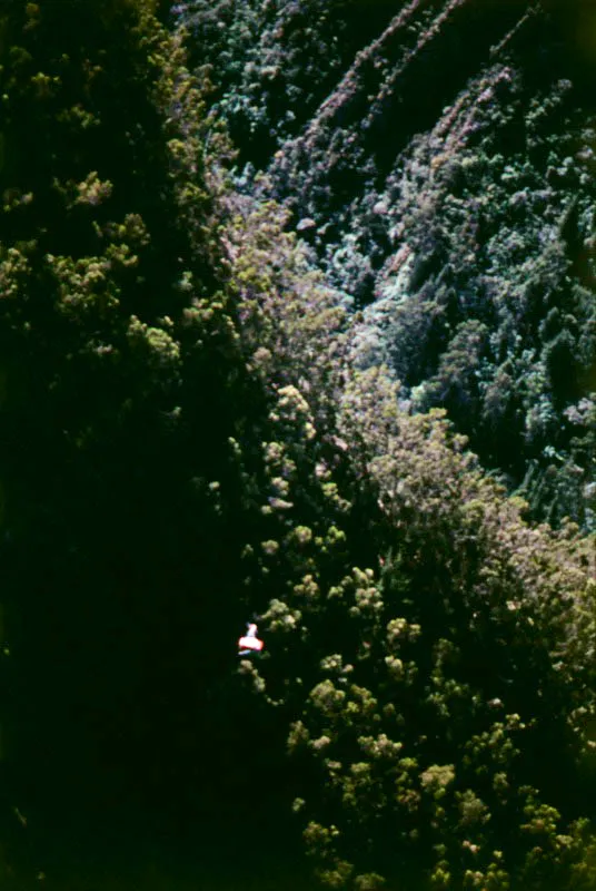 El telefrico que lleva los visitantes a la cima de Monserrate se desplaza sobre bosques de eucalipto.
 