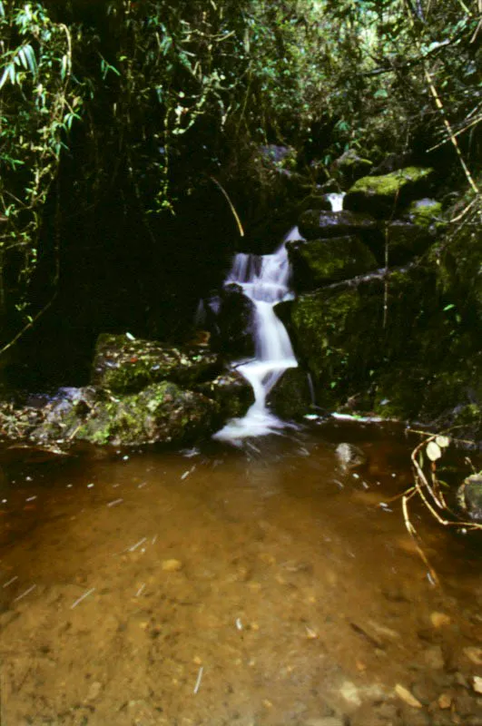 Humedad y frescura en los depósitos de agua que forma el río San Francisco.