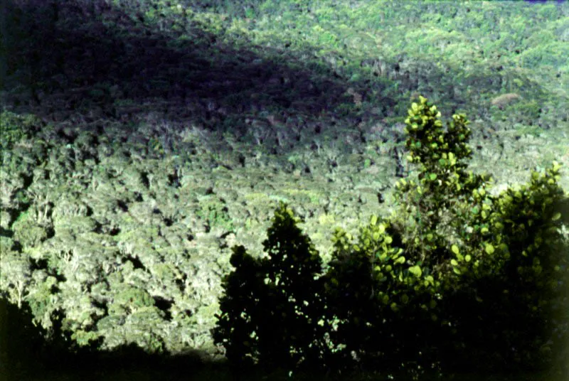 Bosque natural detrs de Monserrate. La ciudad tiene deudas con sus aves y el roco. 