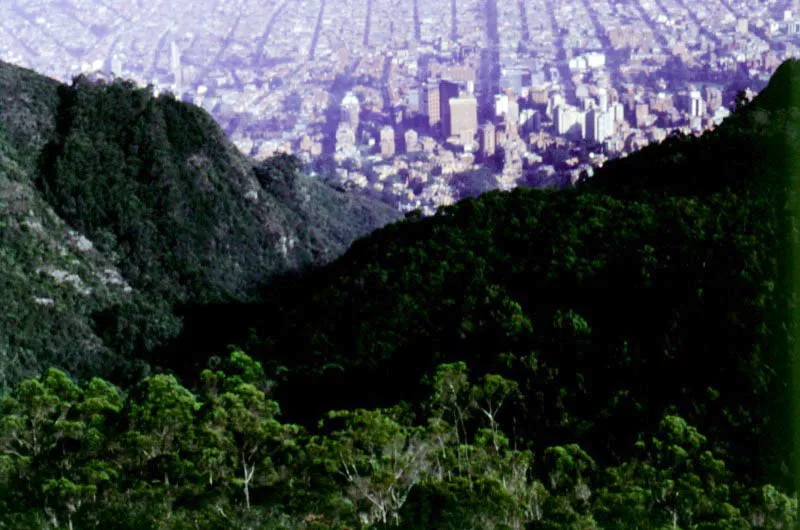 Los cerros y sus bosques, a la altura de la calle 72. 