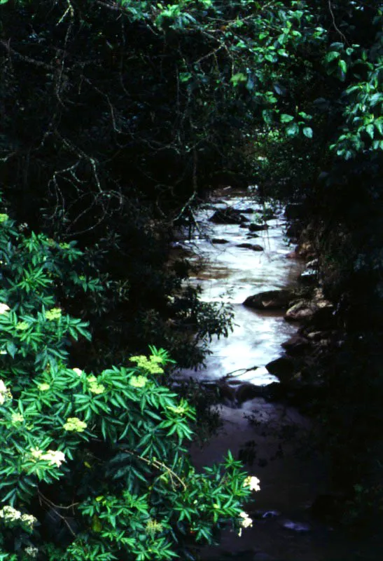 Sauco en floracin sobre las aguas en movimiento del ro Teusac: placer de los sentidos. Al llegar a la ciudad muchas de sus quebradas han sido canalizadas y enterradas. 