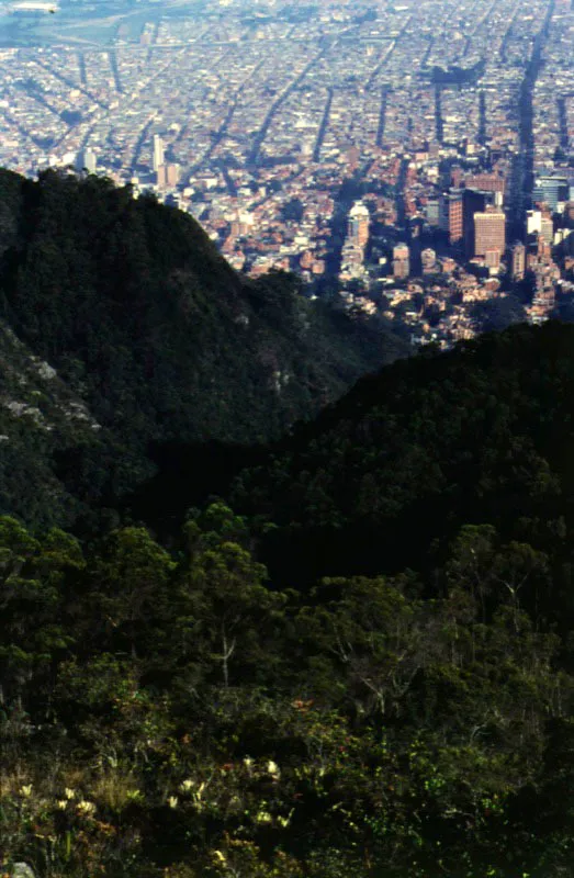 Los cerros y sus bosques a la altura de la calle 72.
 