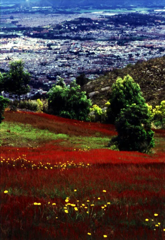  Los cerros de Suba, desde un jardn en los cerros orientales. 
Por todas partes la yerba se desborda baada por la lluvia; al secarla el sol la vuelve perfumada. 