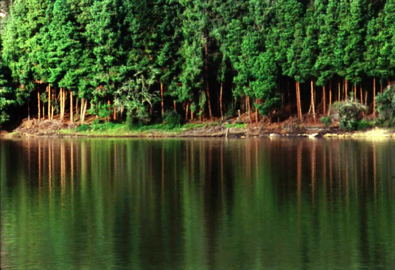La sensación de reposo que comunican los reflejos de los bosques de pino candelabro (Pinus radiata) sobre el agua de La Regadera. Ejemplo de plantaciones exóticas en áreas de los cerros.
