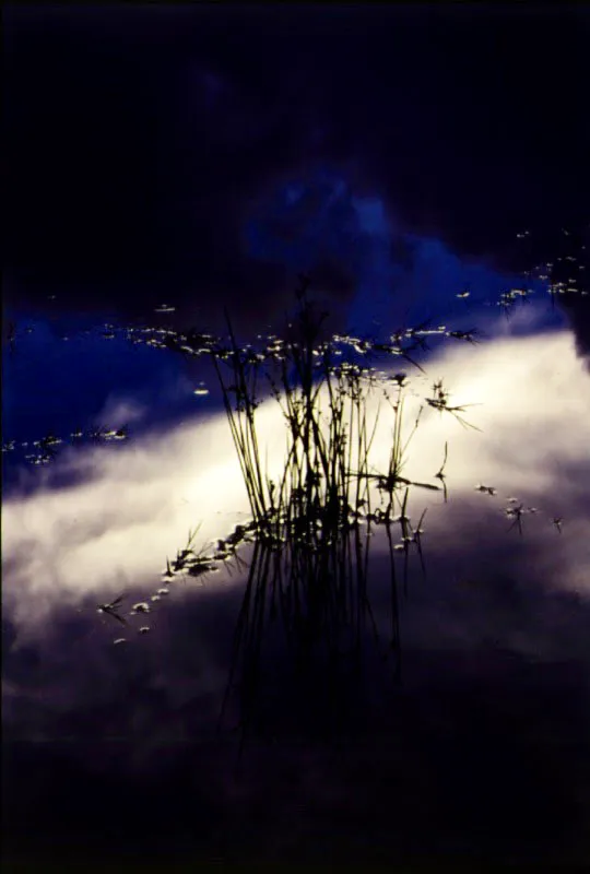 Cyperaceae: líneas y reflejos vegetales en las aguas del páramo de Cruz Verde.