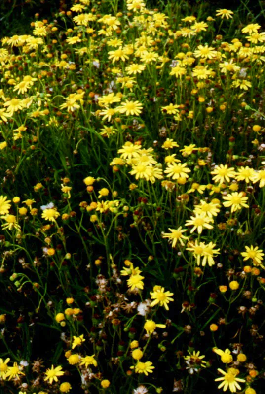 Senecio madagascariensis-Asteraceae.
 