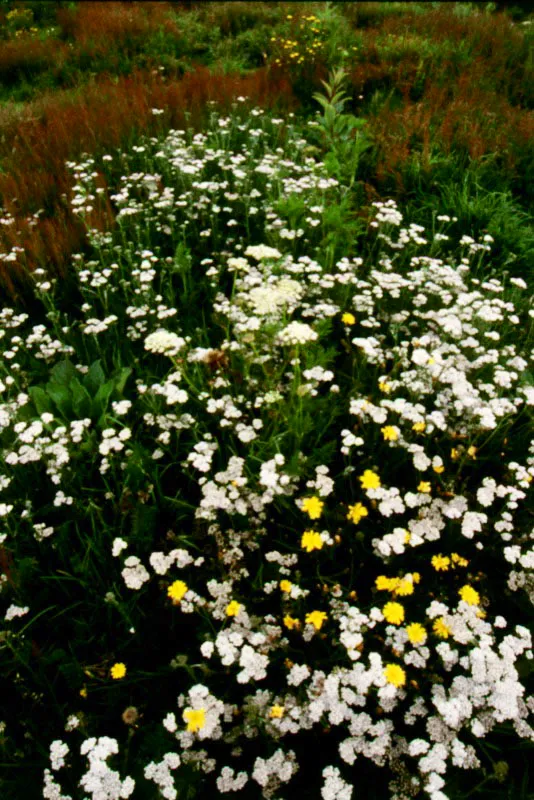 Chicoria de flor amarilla (Hippochoeris)-Asteraceae y una Apiaceae de flor blanca.