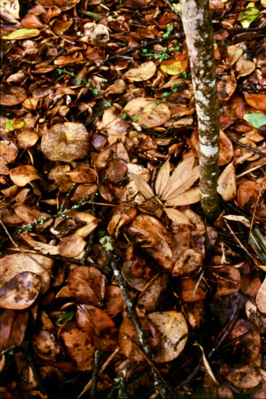  Suelo tapizado de hojas de mano de len y gaques en los bosques de Palo Blanco.  