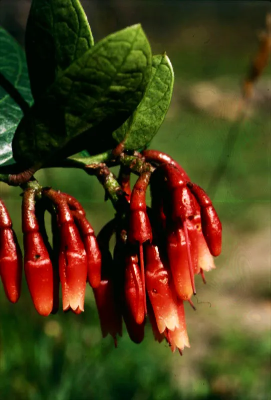 Uvas en floracin-Ericaceae. 