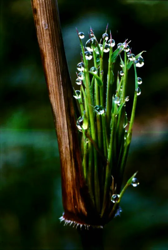 Ramitas de chusque (Chusquea sp.) con gotas de rocío.