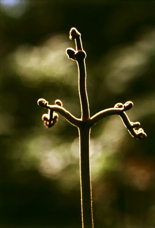 Hojas en formación del helecho de potrero (Pteridium aquilinum). La vegetación de bosque andino que se ve en algunas partes de los cerros, se inició hace 8.000 años, cuando la temperatura se elevó a un clima similar al actual.
