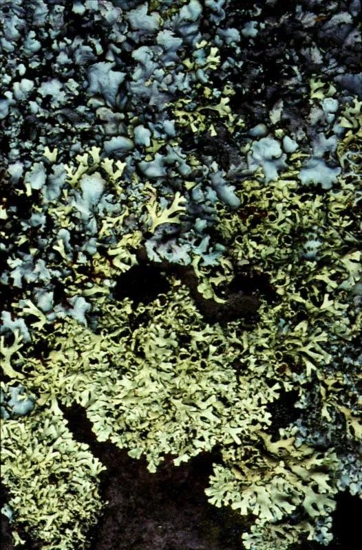 Líquenes texturados verdes y grises.
