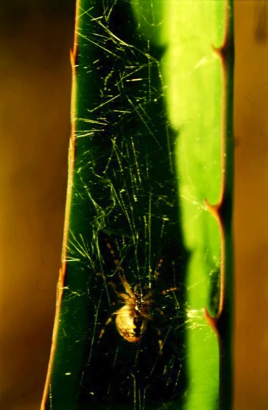 Araña tejedora (Aranae-Araneidae) sobre hoja.