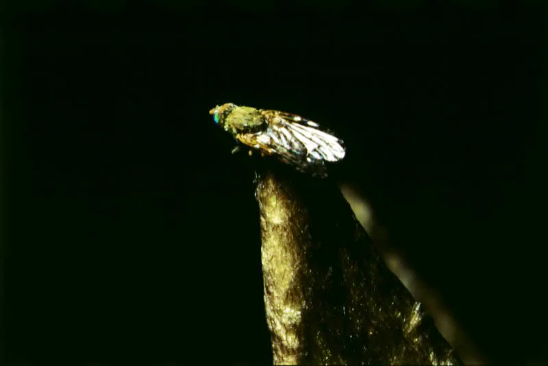 Insecto (Homoptera-Delphacidae).
