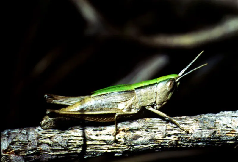 Grillo (Ortoptera-Acrididae 
Romaleinae phaeoparini). 