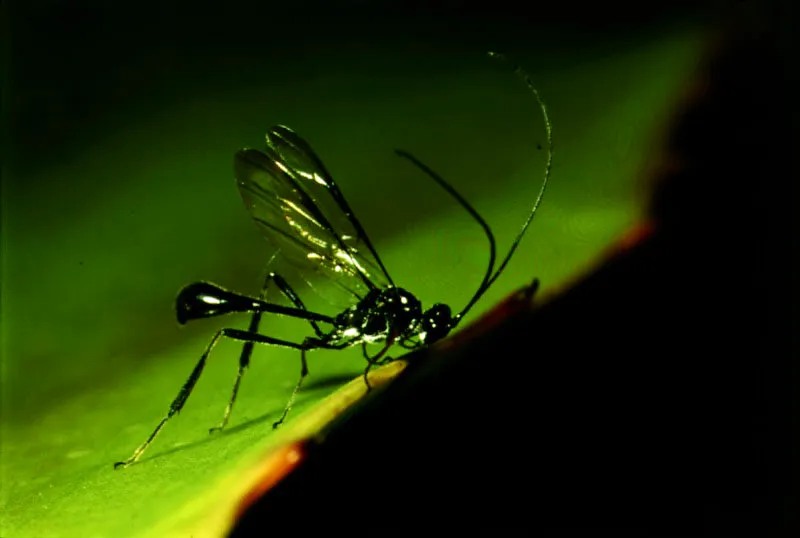  Avispa (Hymenoptera-Pelecinidae).
 