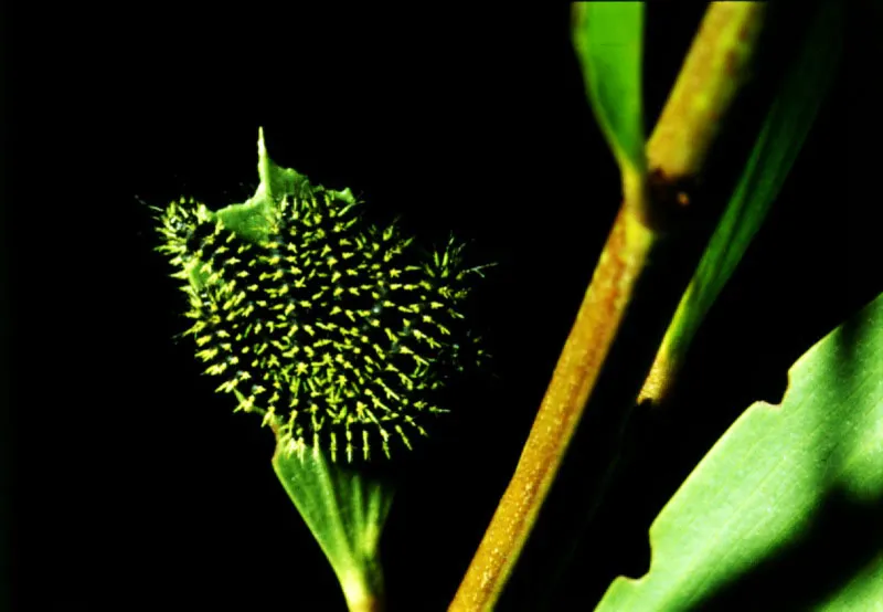 Larvas de mariposa. 