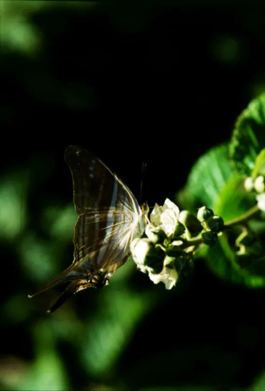 Mariposa (Lepidoptera-Nymphalinae Marpesia sp.)