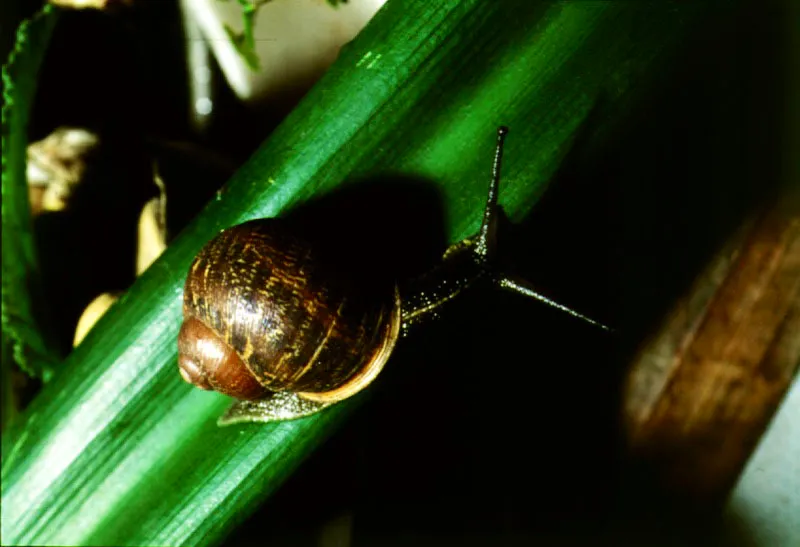  Caracol. 