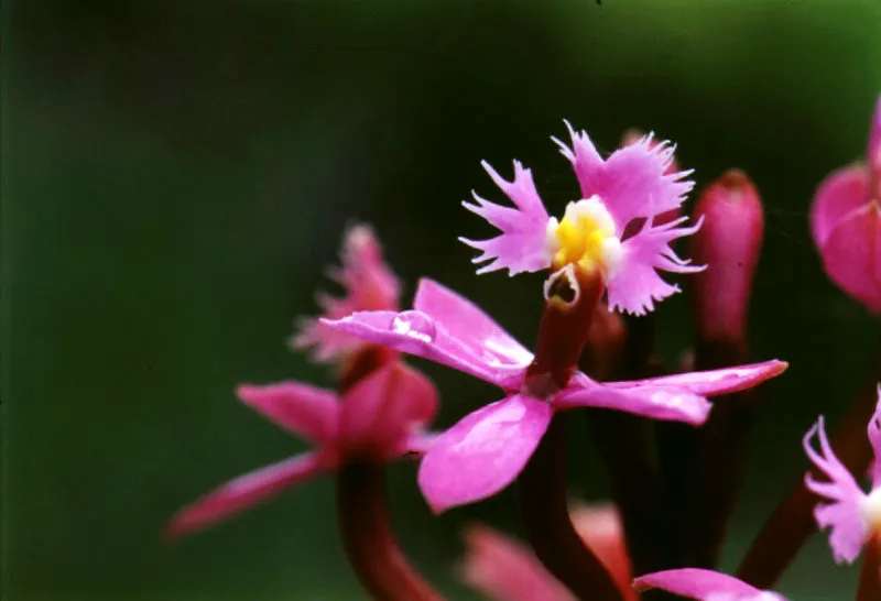 Gallito (Epidendrum sp.)- Orchidaceae.
