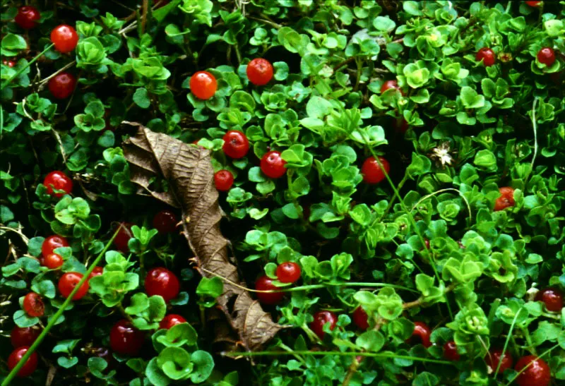 Coralito.(Nertera sp.)- Rubiaceae. 