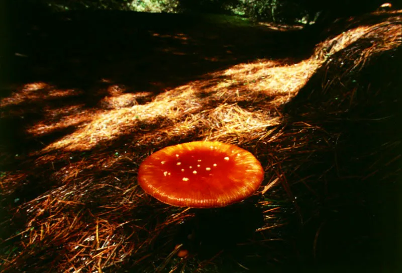 Hongos (Amanita sp.)- Amanitaceae.