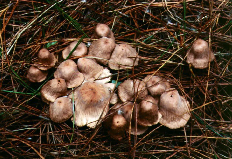 Hongos (Coprinus sp.)- Coprinaceae.