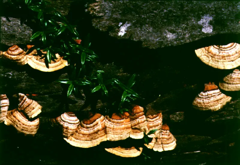 Hongos o yescas- Polyporaceae.
