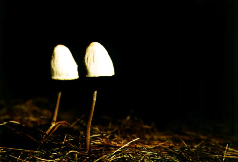 Hongos (Paneolus sp.)-Coprinaceae.