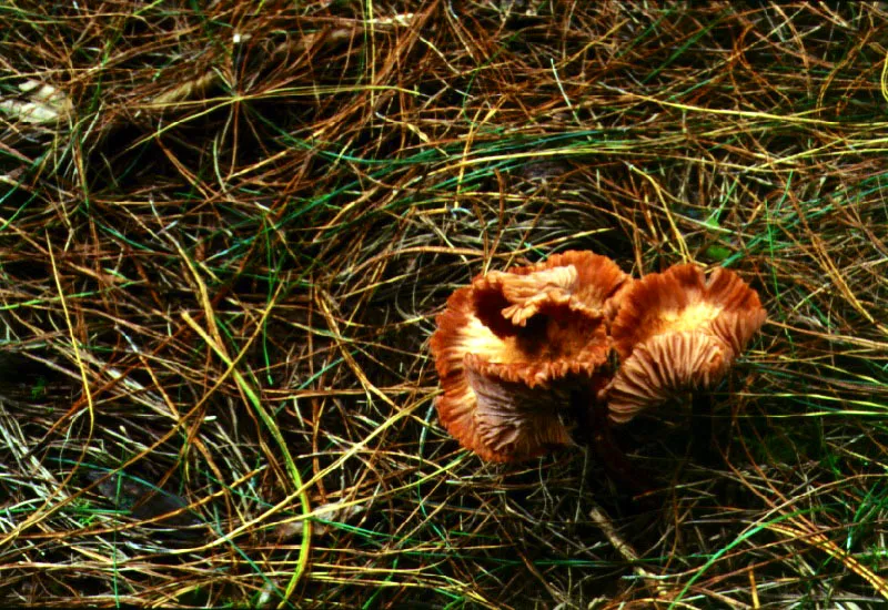 Hongos (Russula sp.)-Russulaceae. 