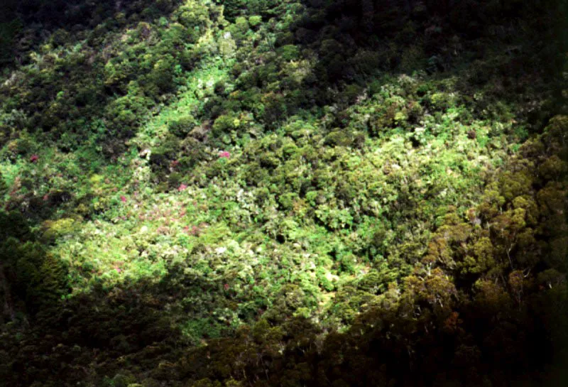 Aspectos del costado oriental de los cerros, sobre la cuenca del ro Teusac, donde pueden apreciarse las zonas de bosques, cultivos y reforestacin que se entremezclan en el rea. 