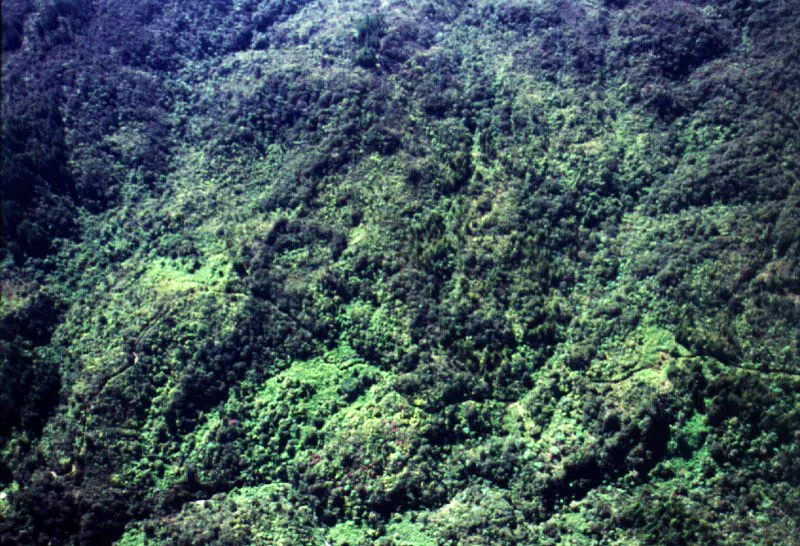 Aspectos del costado oriental de los cerros, sobre la cuenca del ro Teusac, donde pueden apreciarse las zonas de bosques, cultivos y reforestacin que se entremezclan en el rea. 