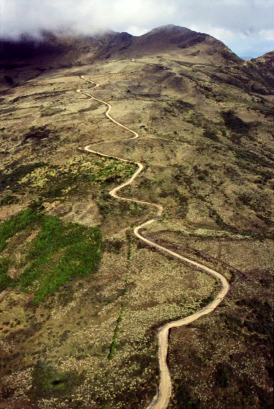 Rastro serpenteante de un carreteable por entre un frailejonal, en el pramo de Cruz Verde. 