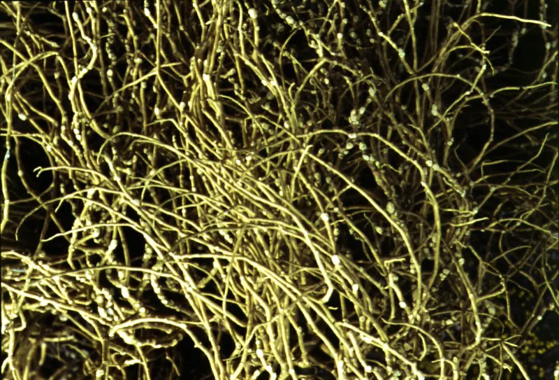 Líquenes texturados verdes y grises.