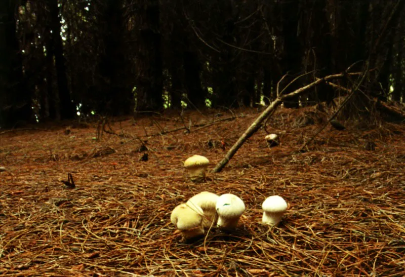 Hongos. (Lycoperdon sp.)- Lycoperdaceae.