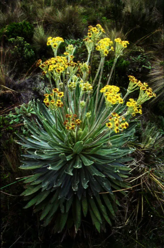 Flores de frailejn. (Espeletiopsis corymbosa). 