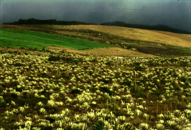 Las reas de pramo y bosque nativo de los cerros han ido siendo sustituidas por reas de cultivo, pastoreo y bosques exticos.  