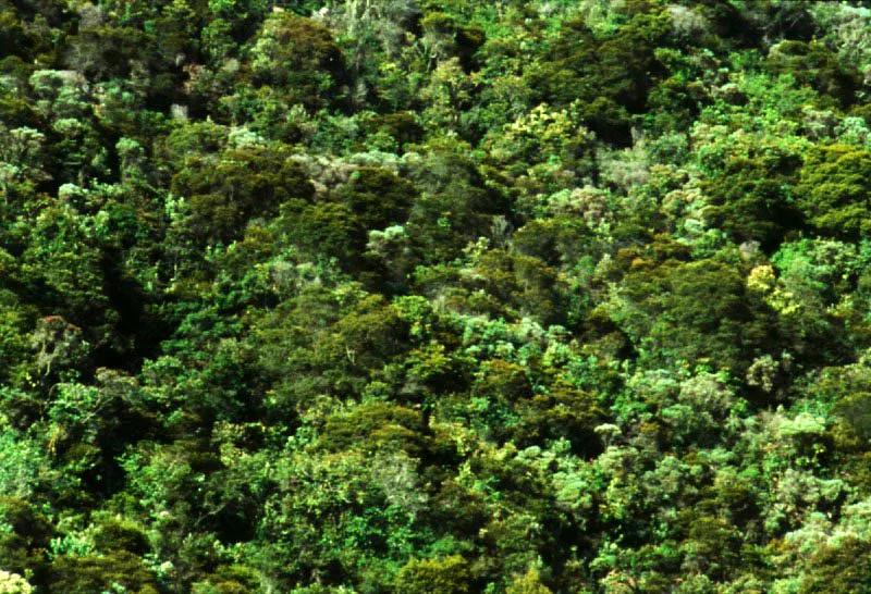 Bosque andino bajo en inmediaciones de San Rafael.