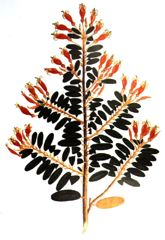 Cascabel. Siphocampylus columnae (L. f.) G. Don.  Lmina de la Flora de la Real Expedicin Botnica del Nuevo Reino de Granada (1783-1816) 